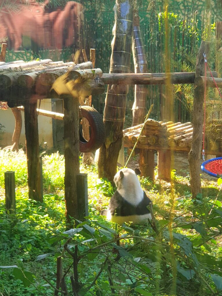 紅山動物園 熊貓